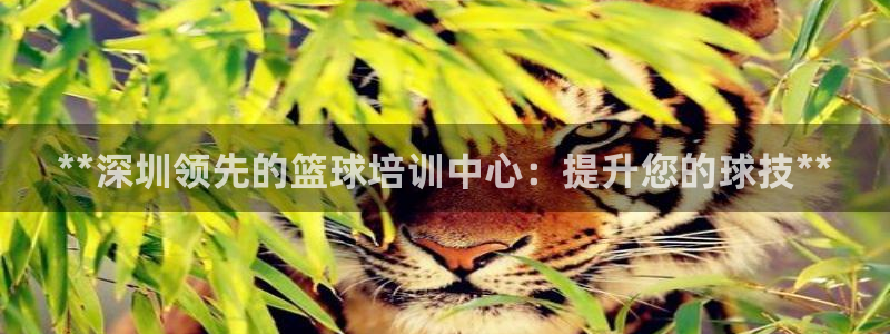 尊龙体育怎么样：**深圳领先的篮球培训中心：提升您的